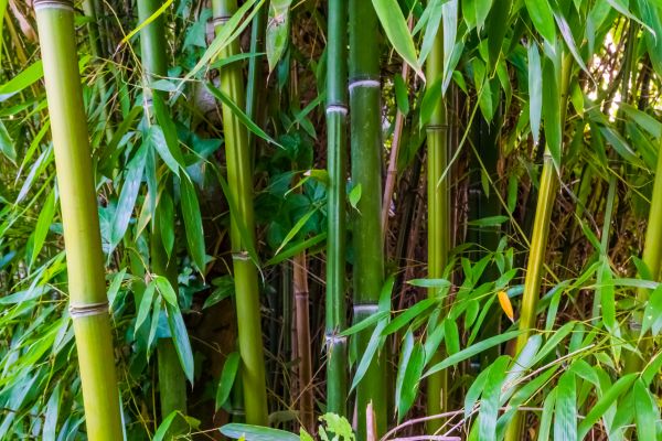 Cost of Bamboo Trimming in Spring