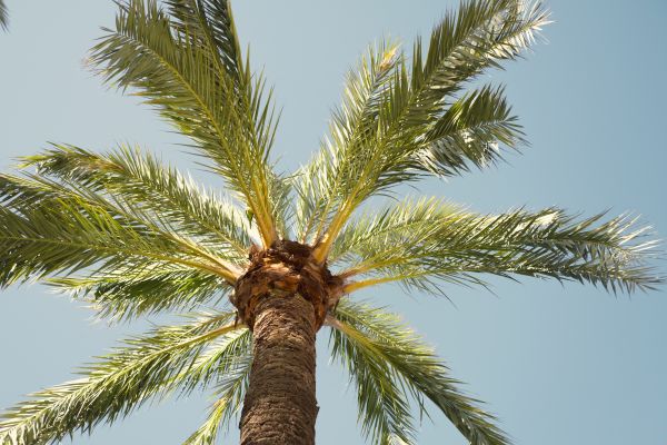 Cost of Palm Tree Pruning in Spring