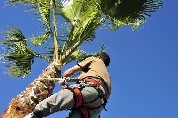 Cost of Palm Tree Trimming in Spring