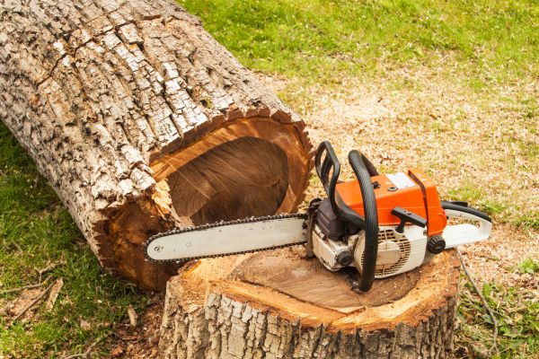 Cost of Tree Cutting Service in Spring