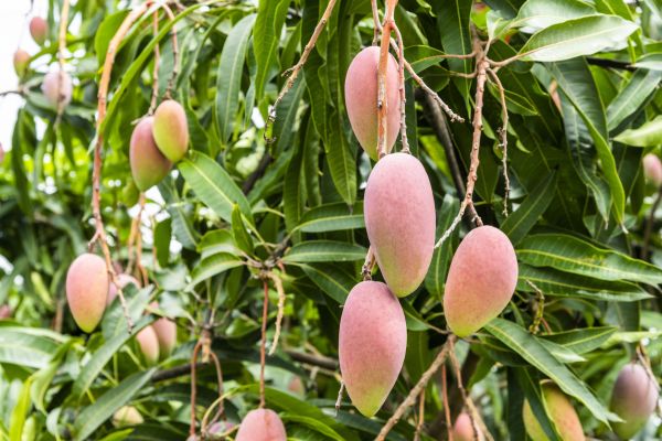 Cost of Mango Tree Trimming in Spring