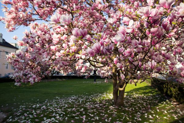 Cost of Ornamental Tree Pruning in Spring