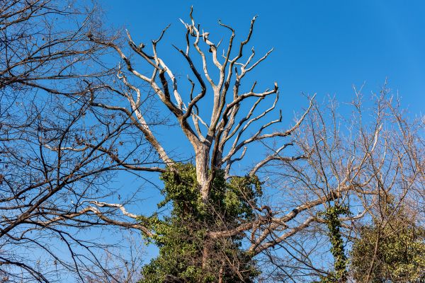Cost of Deadwood Removal in Spring