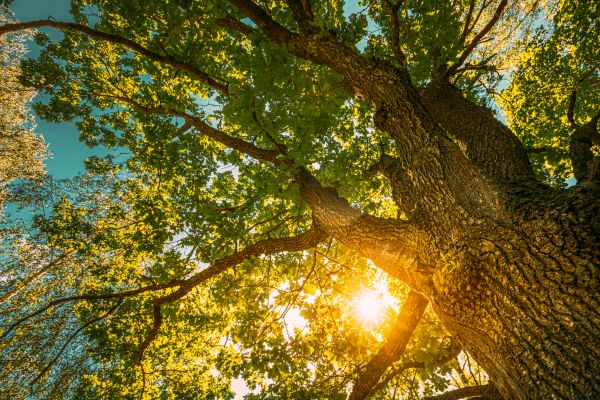 Cost of Oak Tree Pruning in Spring