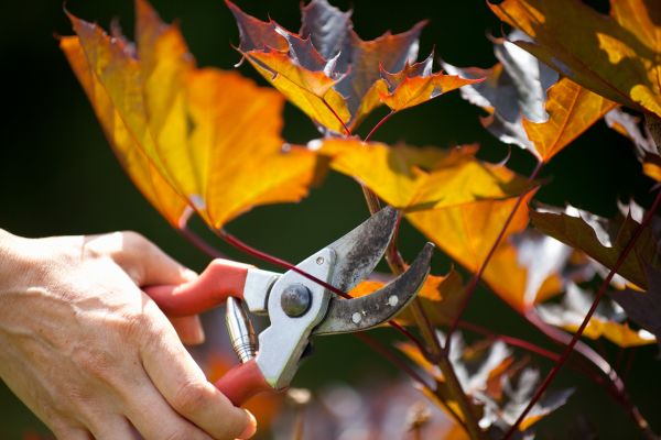Cost of Maple Tree Pruning in Spring
