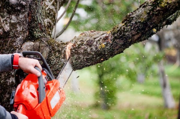 Cost of Tree Limbs Removal in Spring