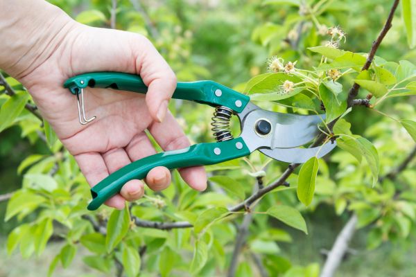 Cost of Pear Tree Pruning in Spring