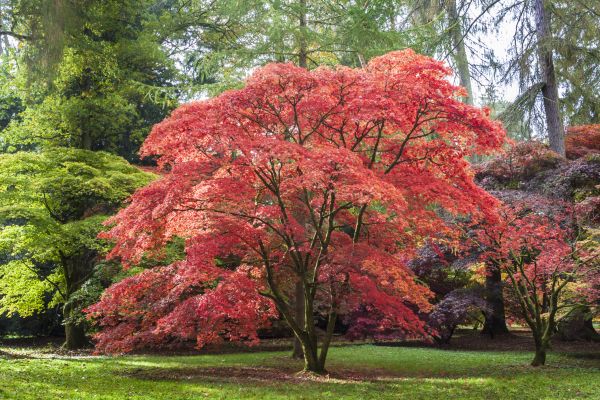 Cost of Japanese Maple Pruning in Spring