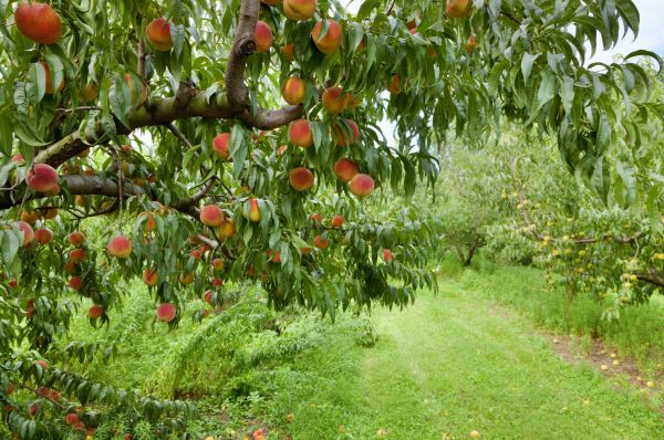 Cost of Peach Tree Pruning in Spring