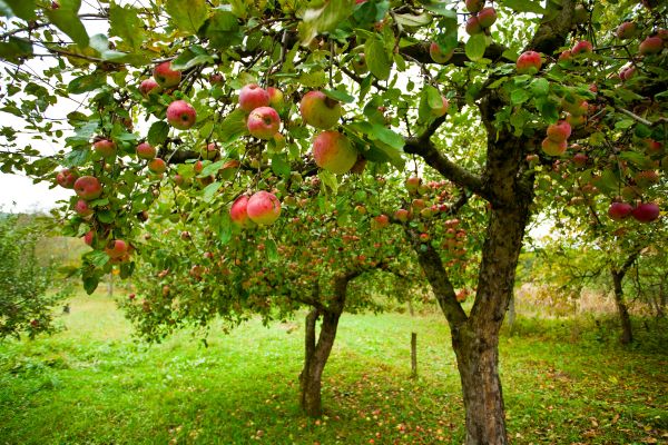 Cost of Apple Tree Pruning in Spring