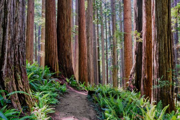 Cost of Redwood Tree Trimming in Spring