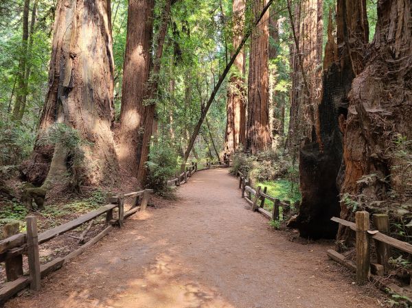 Cost of Redwood Tree Pruning in Spring
