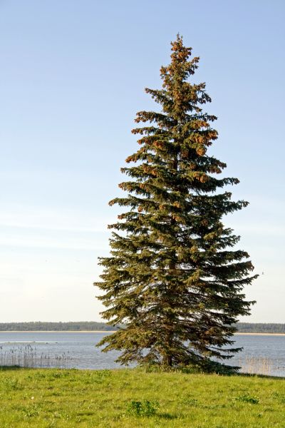 Cost of Spruce Tree Pruning in Spring