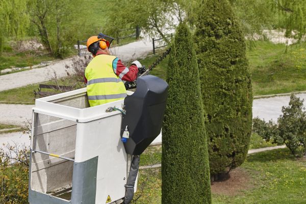 Cost of Cypress Tree Pruning in Spring