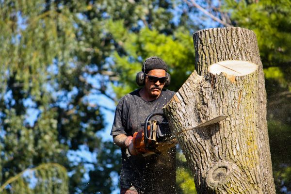 Cost of Ash Tree Pruning in Spring