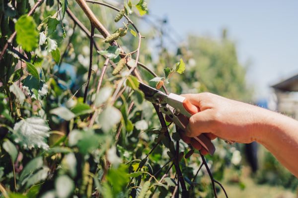 Cost of Birch Tree Pruning in Spring