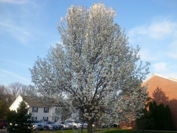Cost of Bradford Pear Tree Pruning in Spring