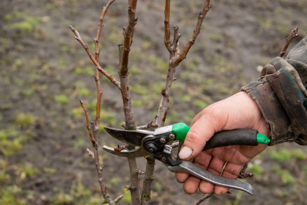 Cost of Pear Trees Pruning in Spring
