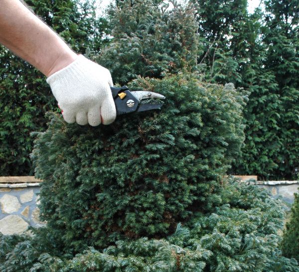 Cost of Ornamental Tree Trimming in Spring