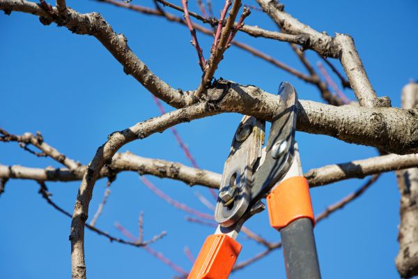 Cost of Tree Pruning in Spring