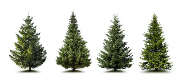 Cost of Pine Tree Trimming in Spring