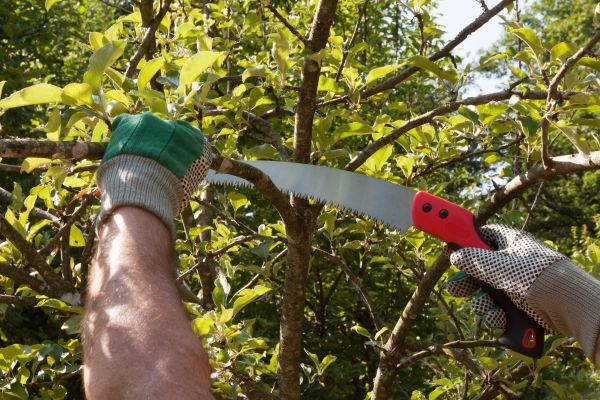 Cost of Apple Tree Trimming in Spring