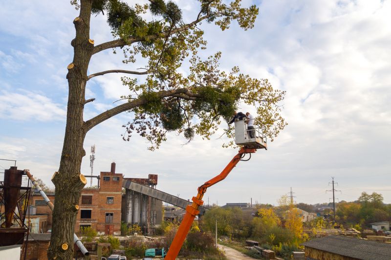 Commercial Tree Service