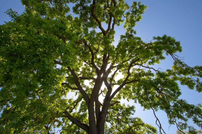 Neatly Trimmed Tree Canopy