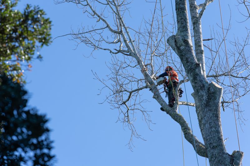 Spring Tree Trimming